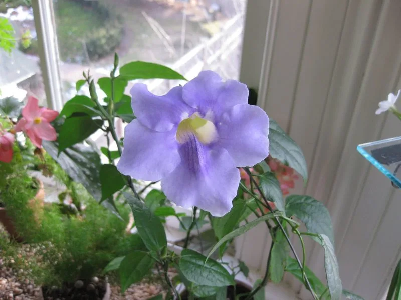 Blue Sky Vine