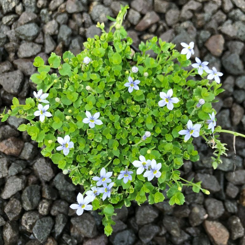 Blue Star Creeper