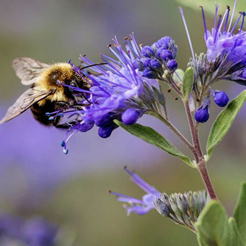 Bluebeard (Caryopteris)