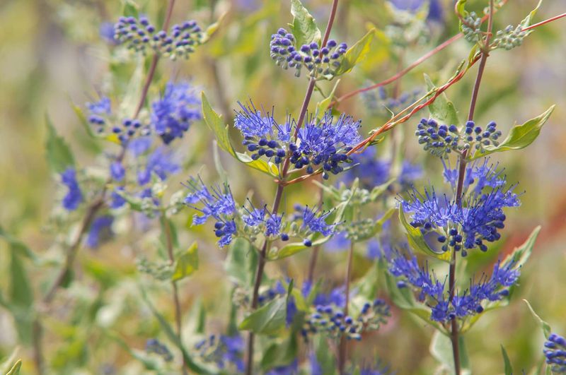 Bluebeard Shrub