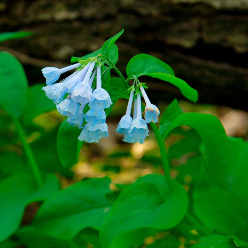 Bluebells