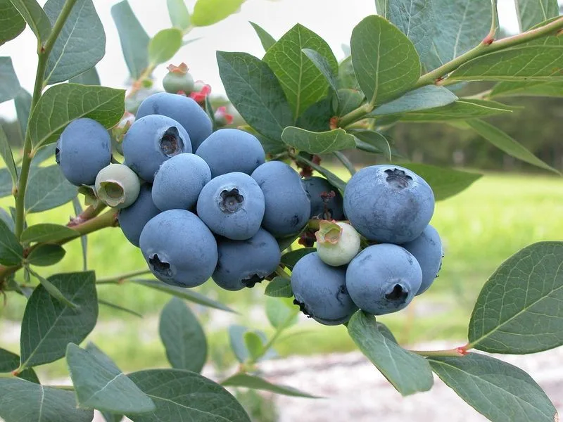 Blueberry