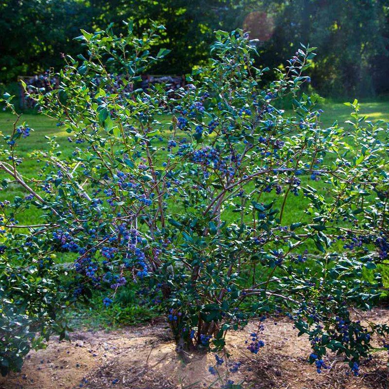 Blueberry Bushes