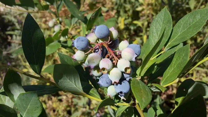 Blueberry (Vaccinium spp.)