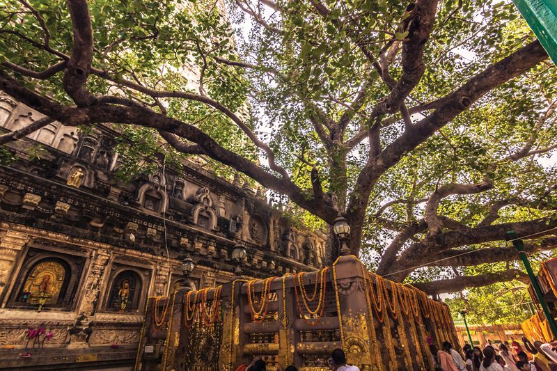 Bodhi Tree