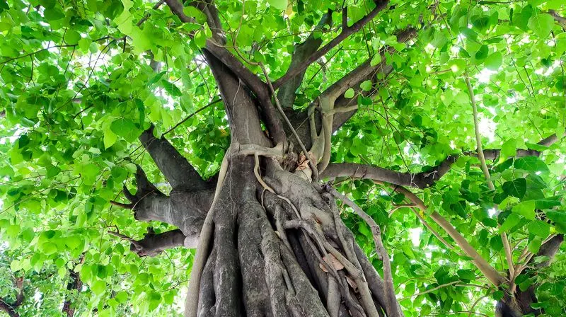 Bodhi Tree