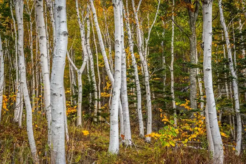 Bog Birch