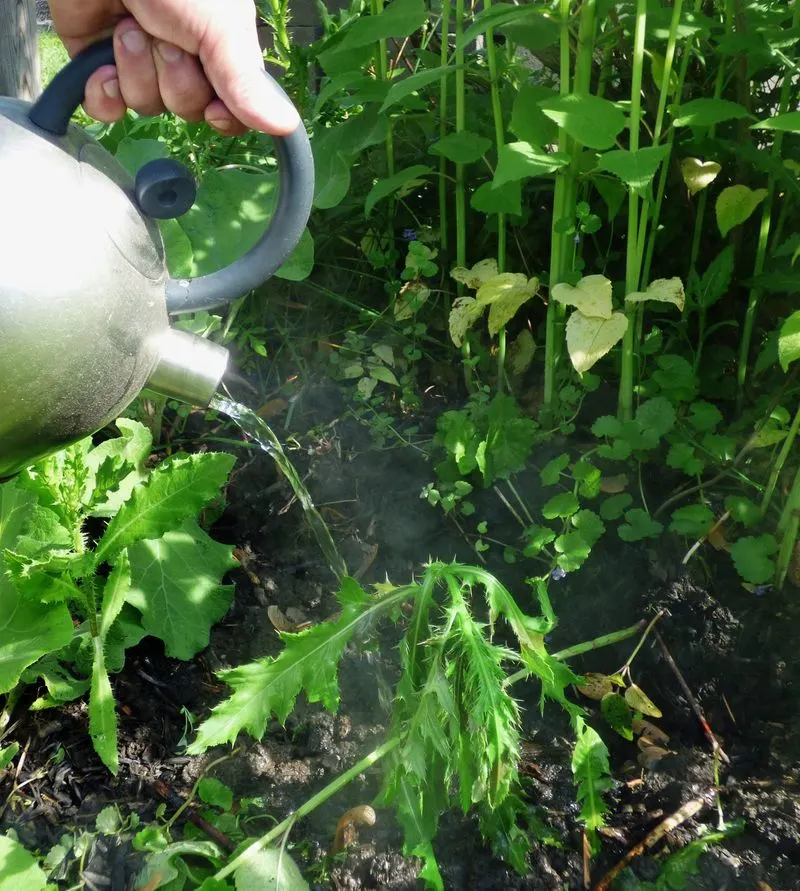 Boiling Water Treatment