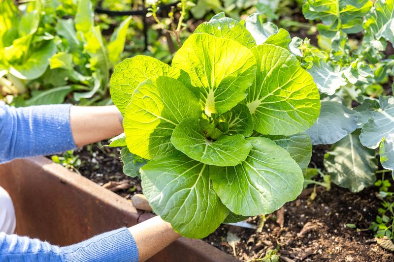 Bok Choy