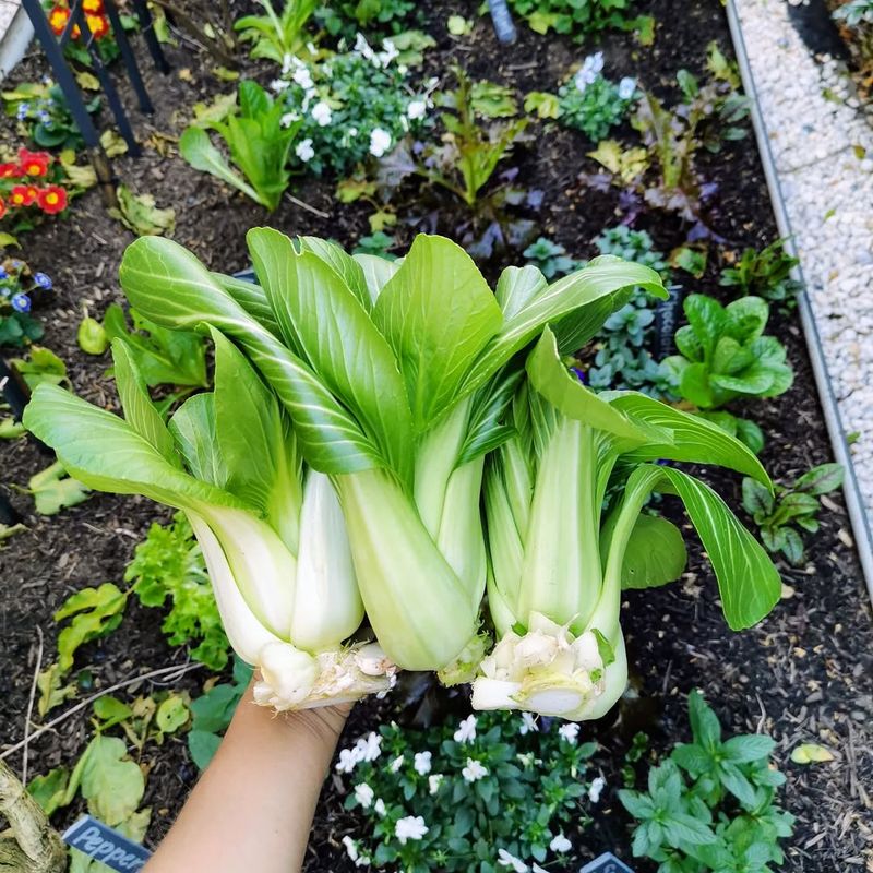 Bok Choy