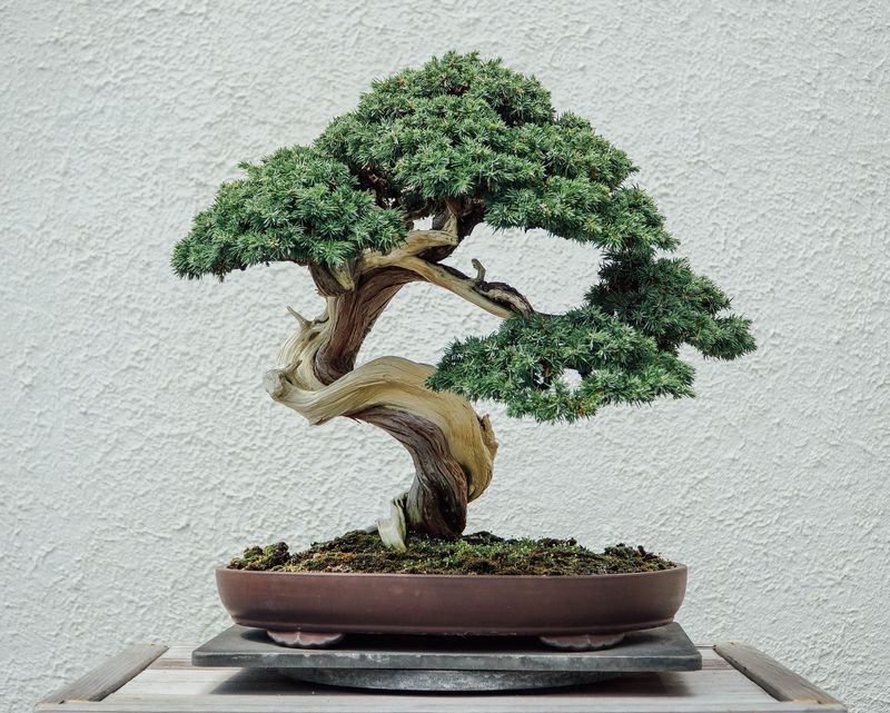 Bonsai Tree