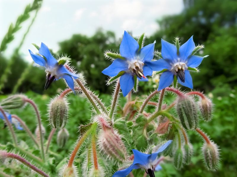 Borage