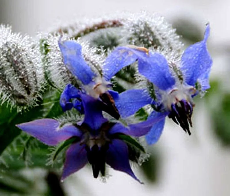 Borage (Borago officinalis)