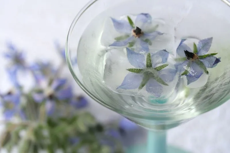 Borage