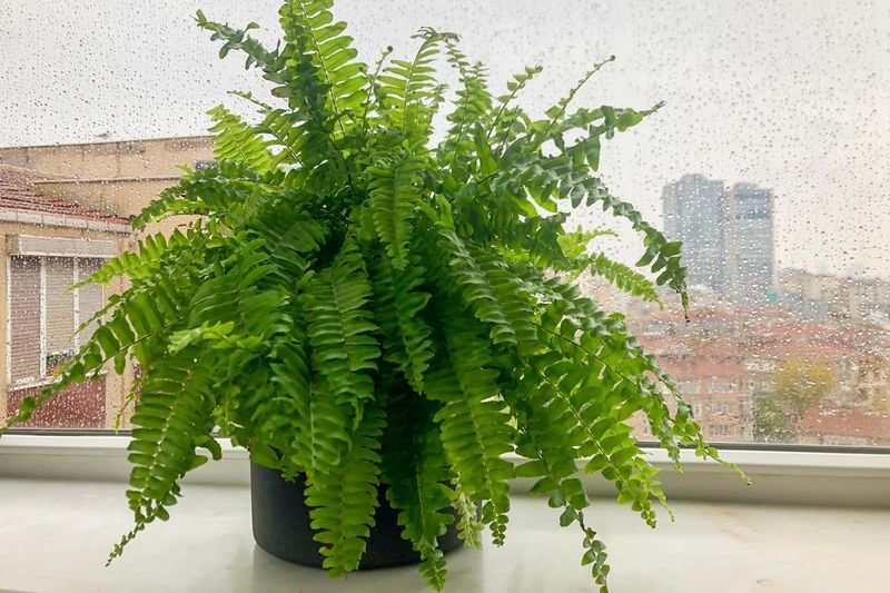 Boston Fern