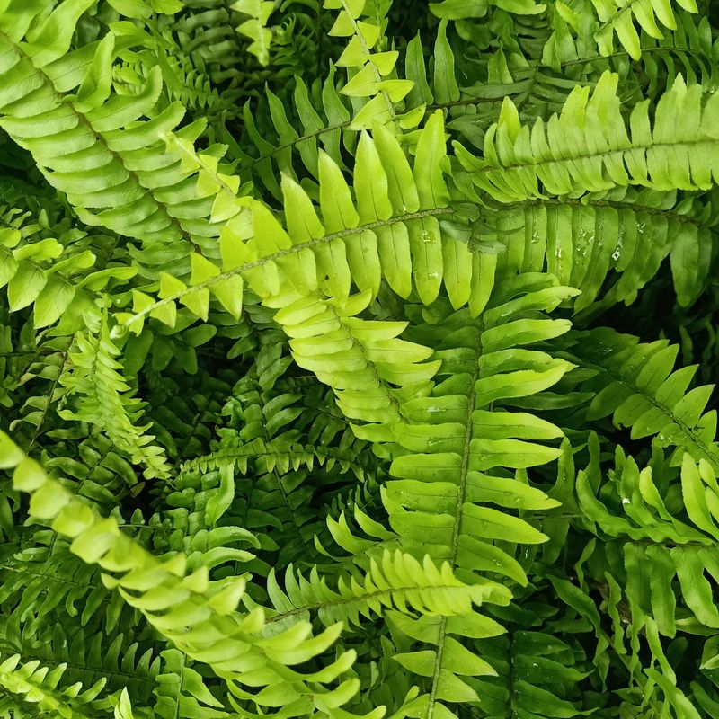 Boston Fern