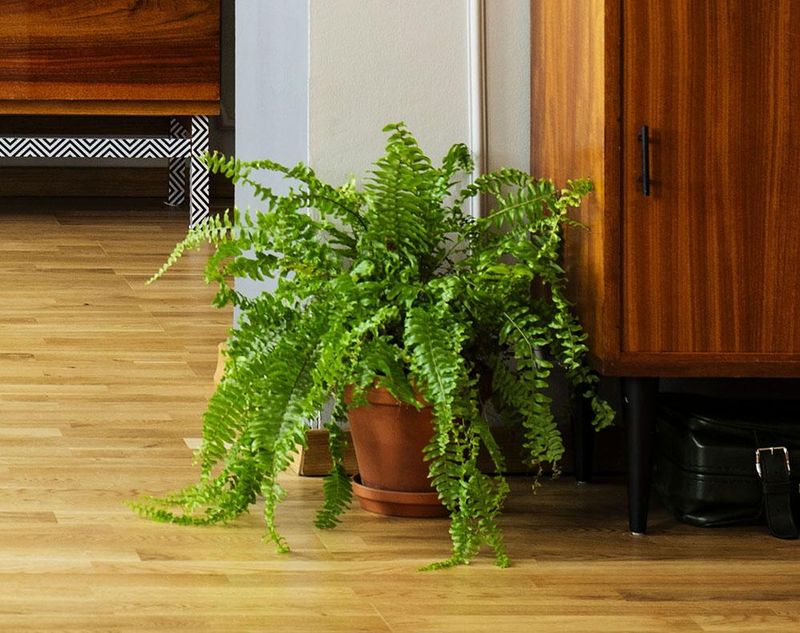 Boston Fern