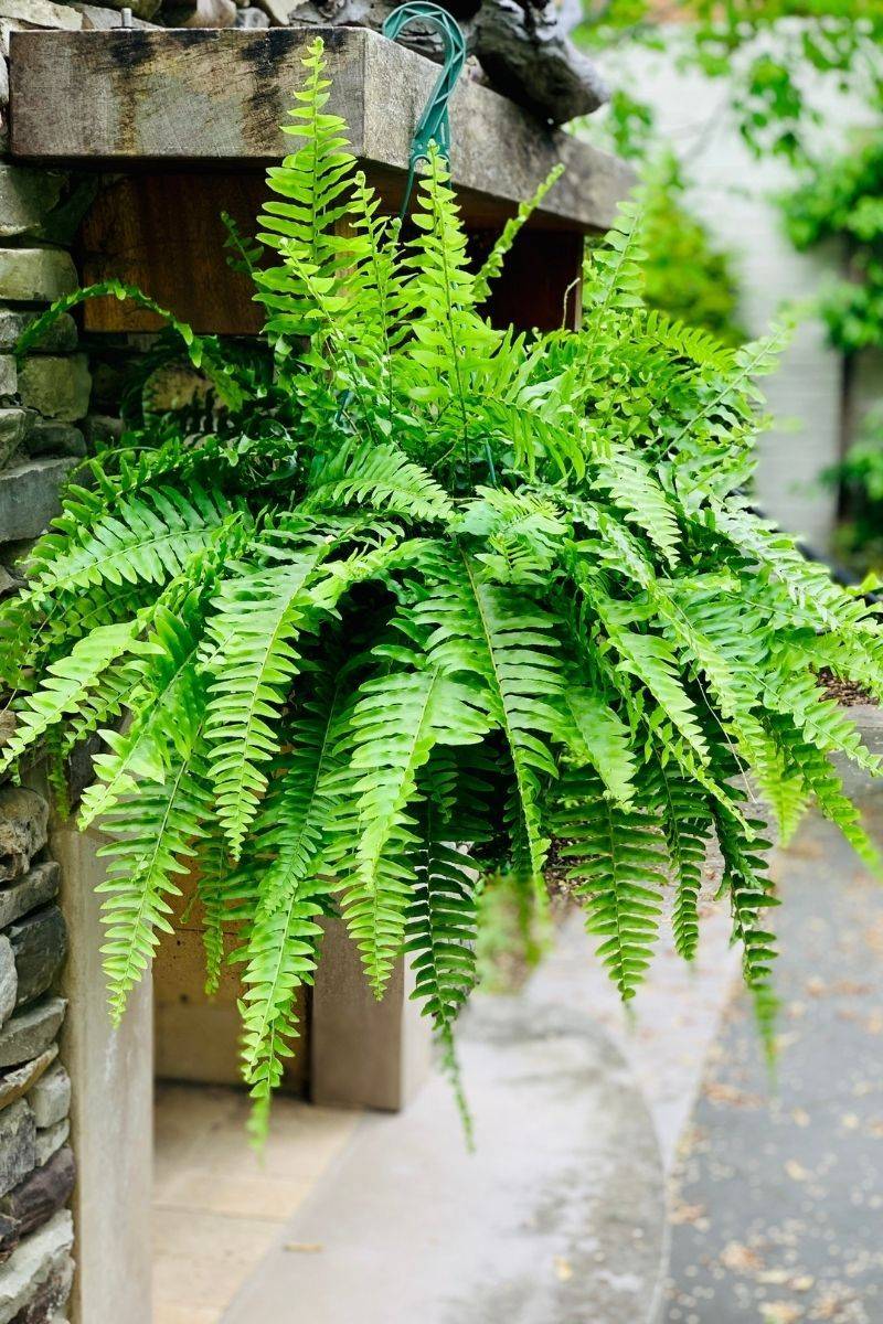 Boston Fern