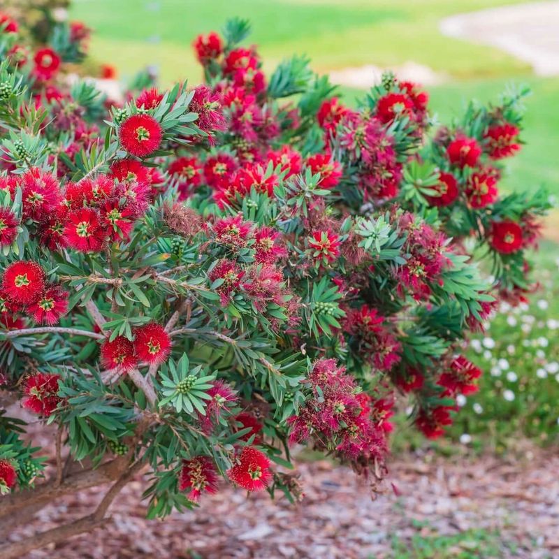 Bottlebrush