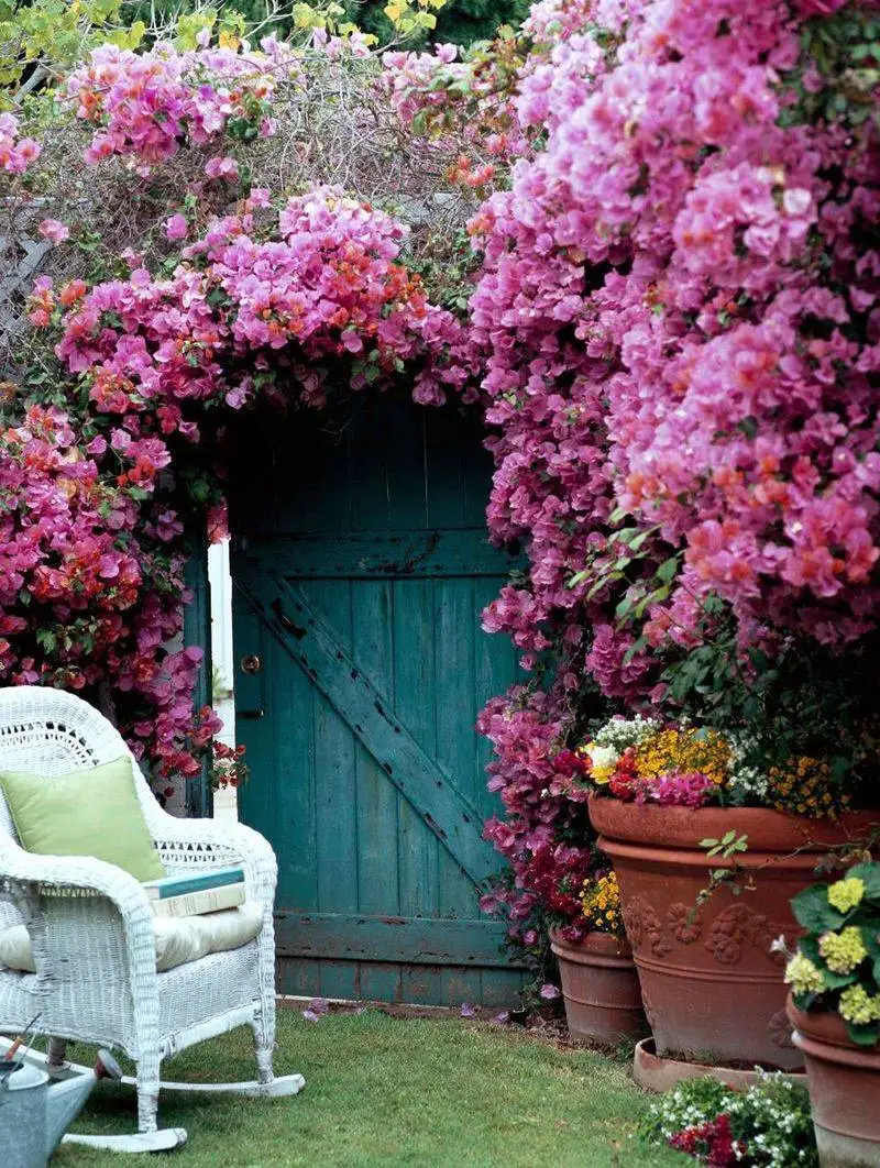 Bougainvillea