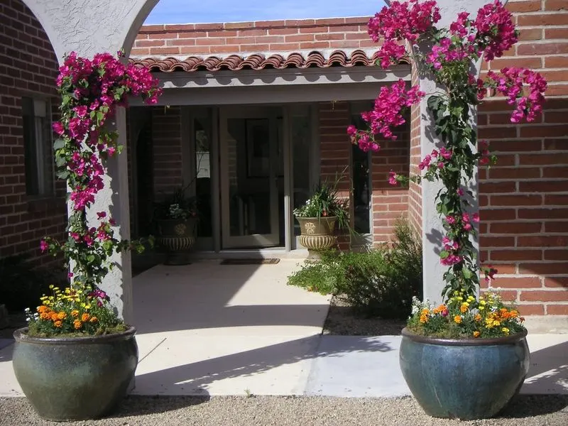 Bougainvillea