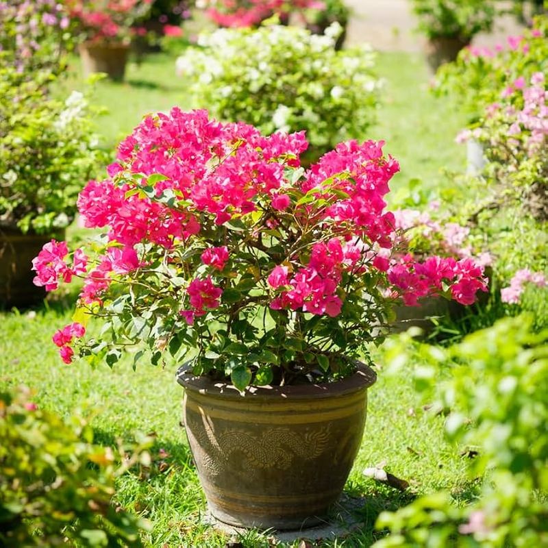 Bougainvillea