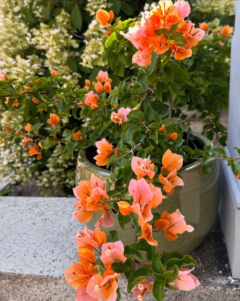 Bougainvillea