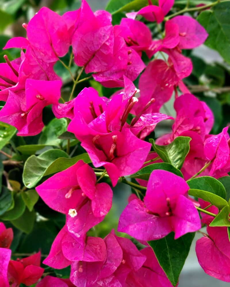 Bougainvillea