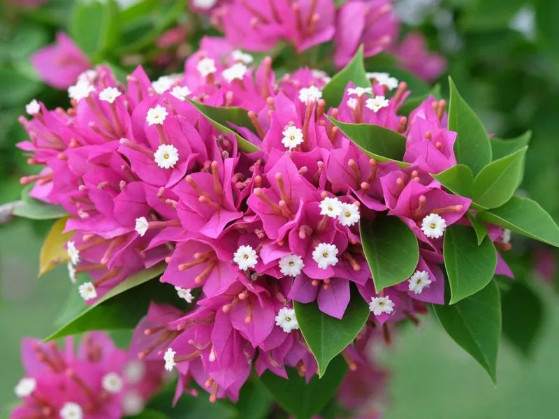 Bougainvillea