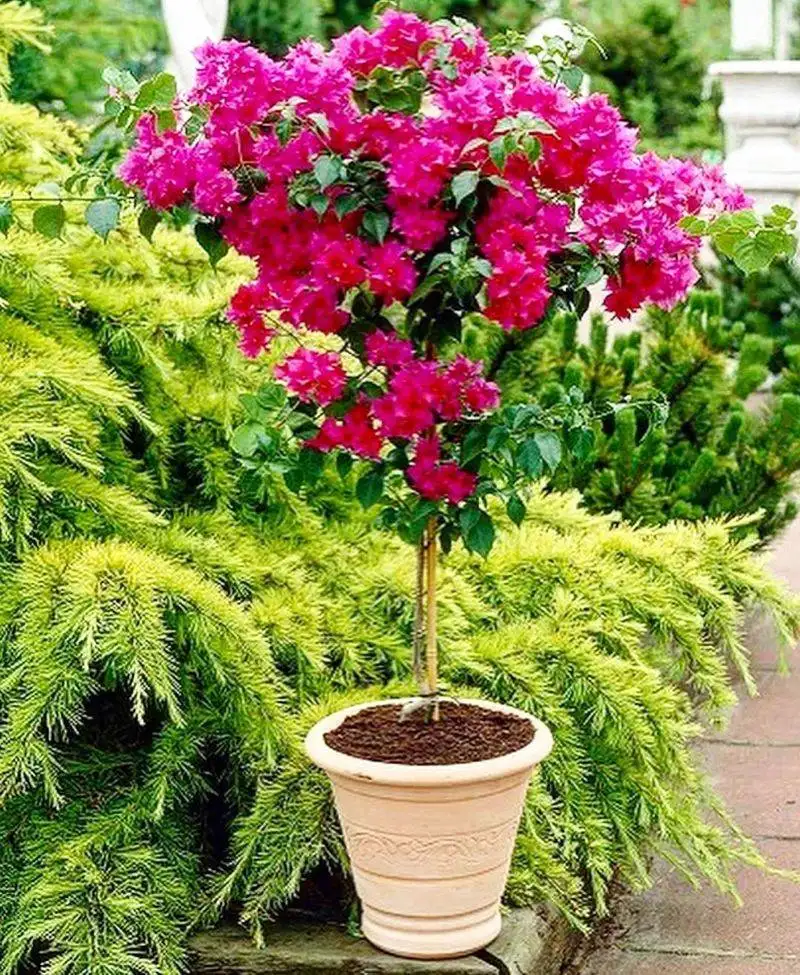 Bougainvillea