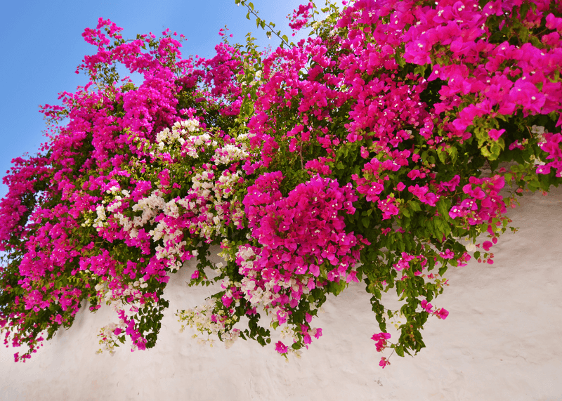 Bougainvillea