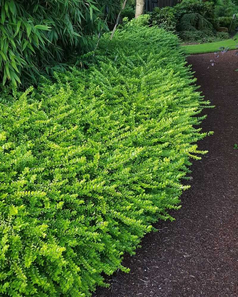 Box Honeysuckle (Lonicera nitida)