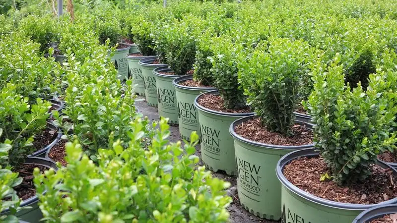 Boxwood