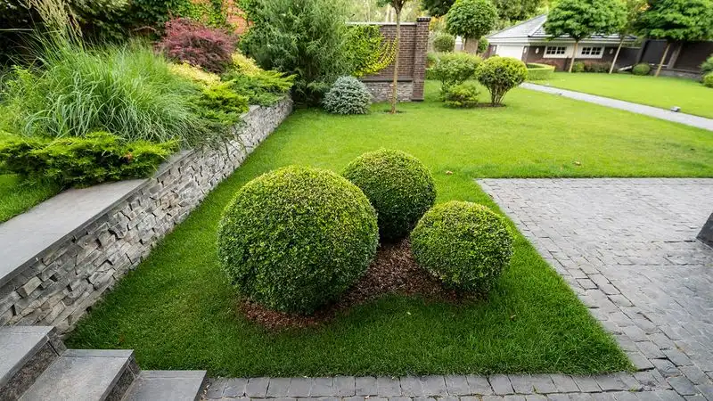 Boxwood Borders