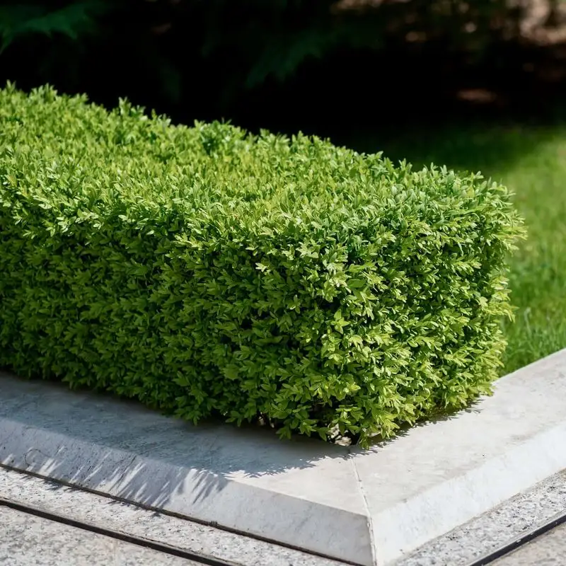 Boxwood (Buxus)