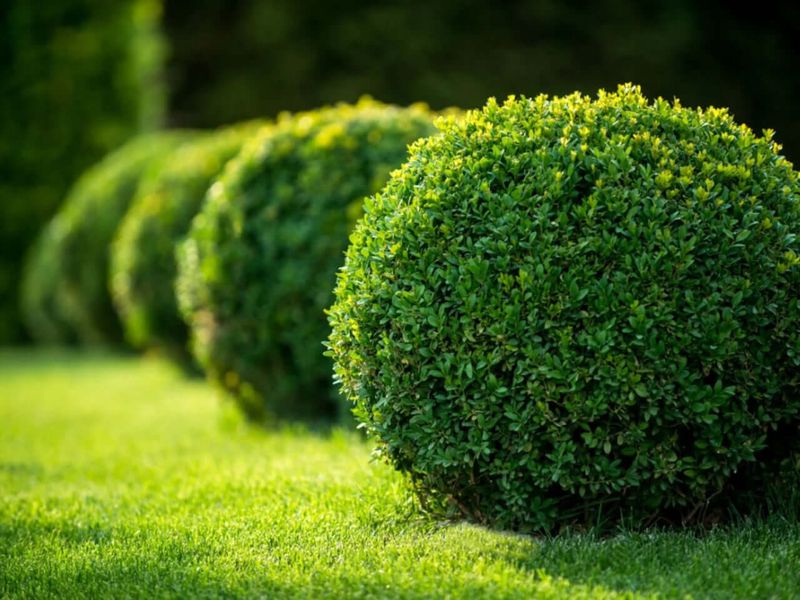 Boxwood (Buxus)