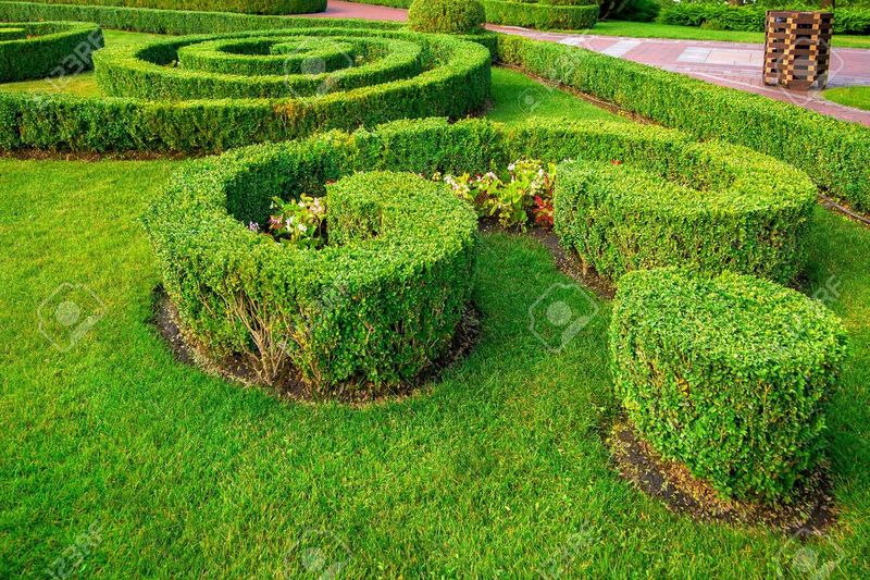 Boxwood Maze Design