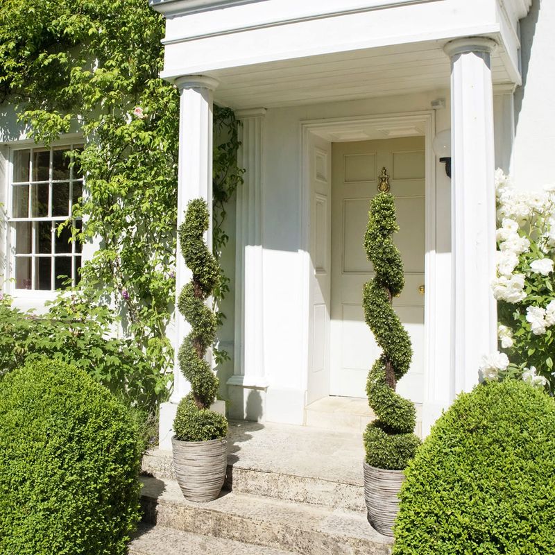 Boxwood Spiral Columns