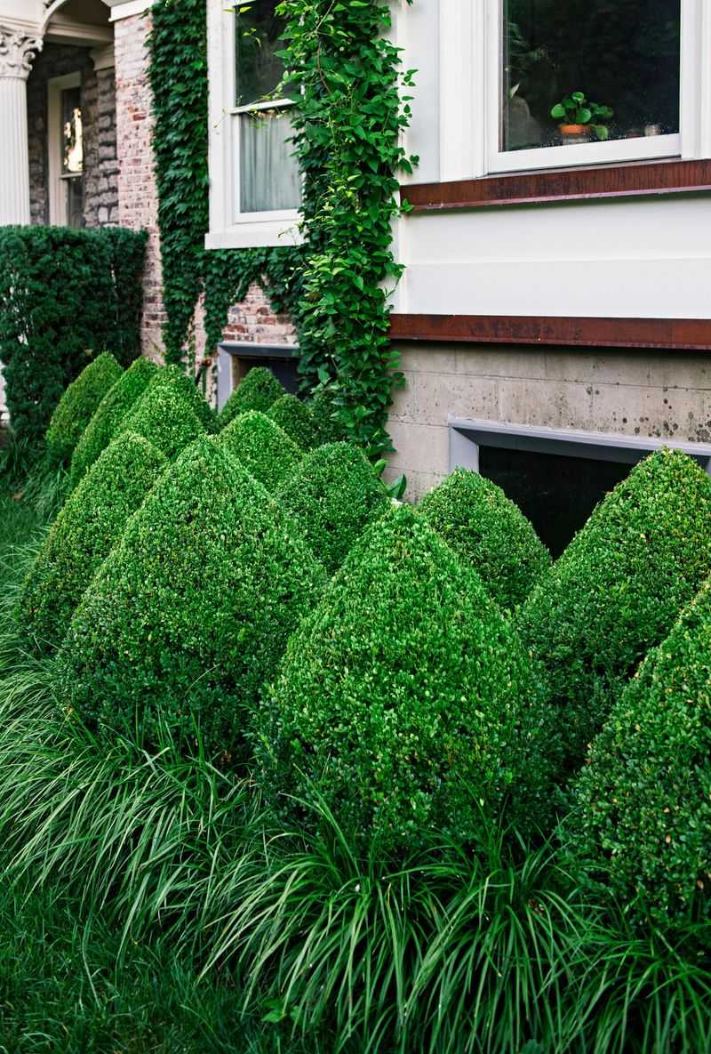 Boxwood Topiary Shapes