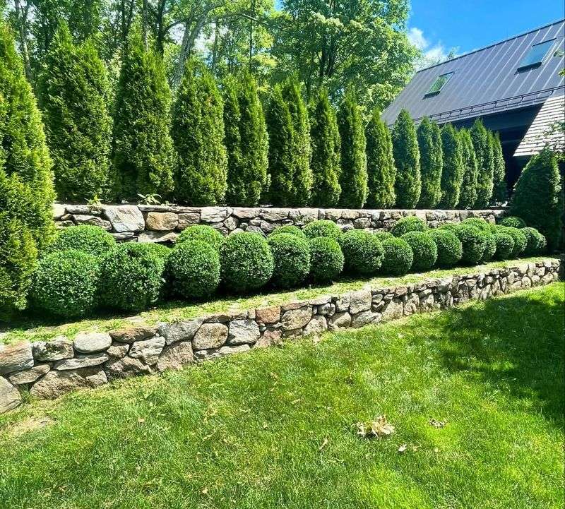 Boxwood and Stone Wall