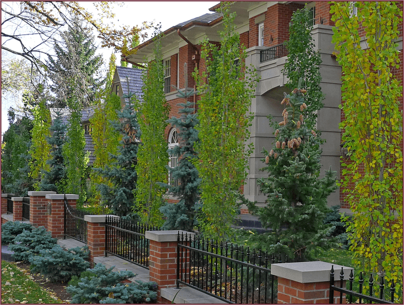 Boxwood as Windbreak