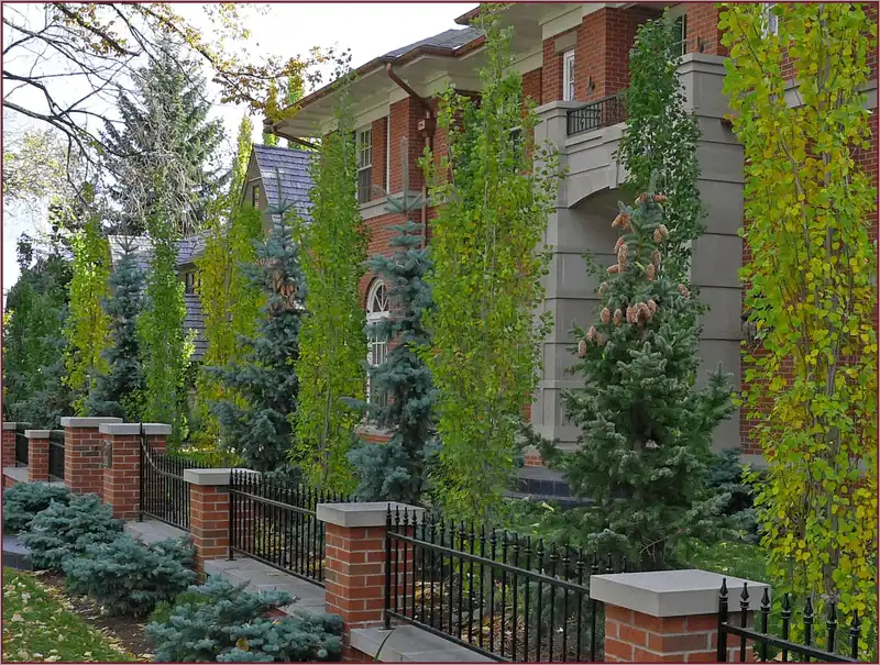 Boxwood as Windbreak
