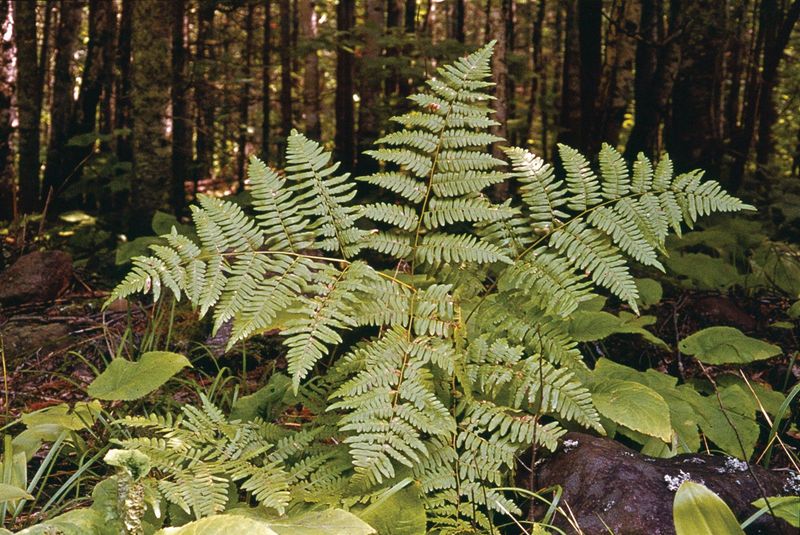 Bracken Fern