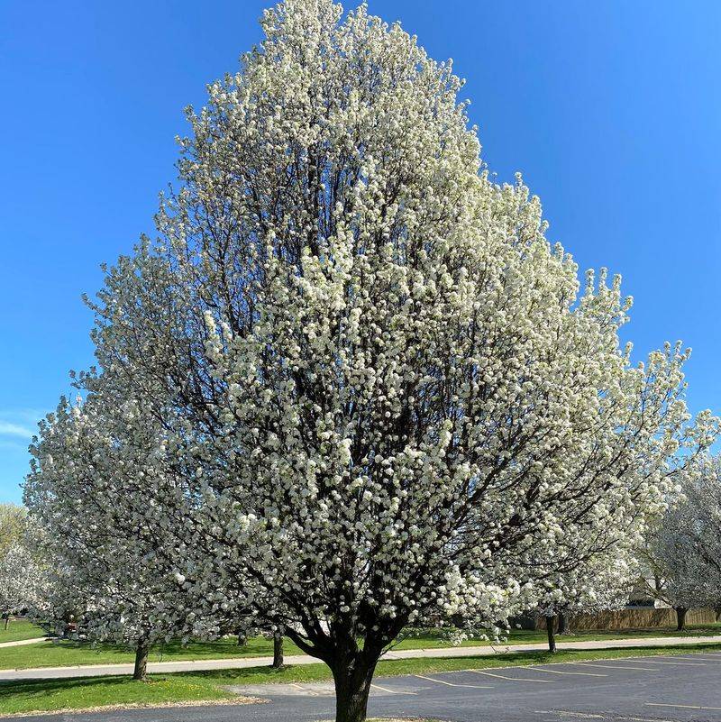 Bradford Pear