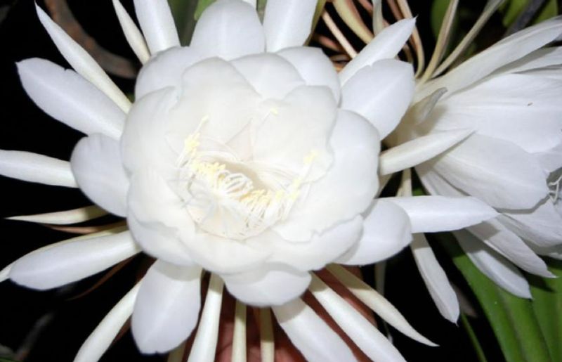 Brahma Kamal