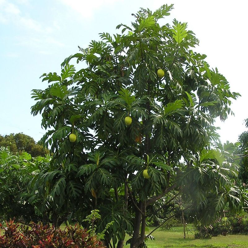 Breadfruit Tree