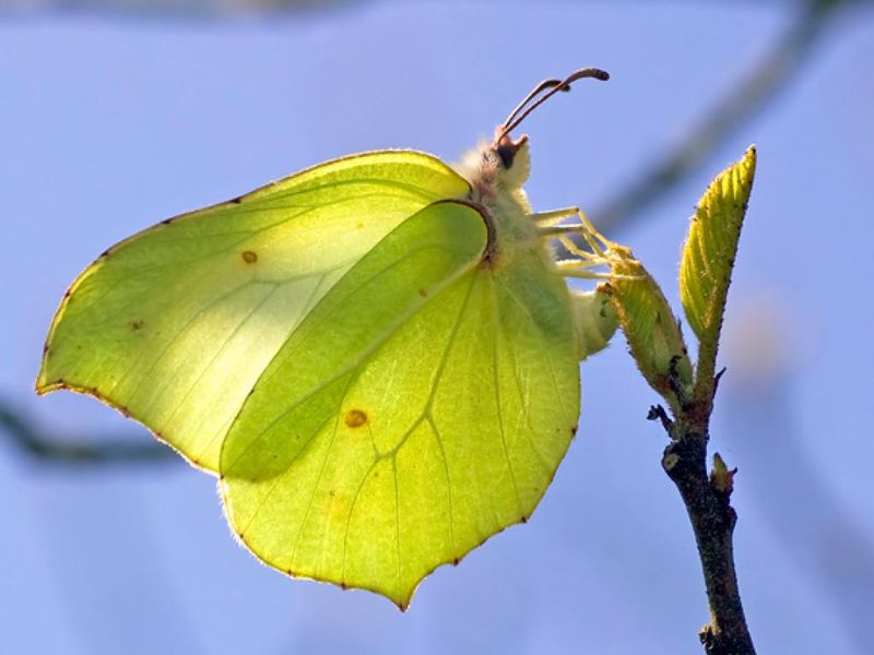 Brimstone