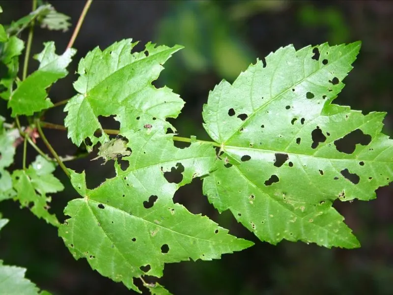Brittle Leaves