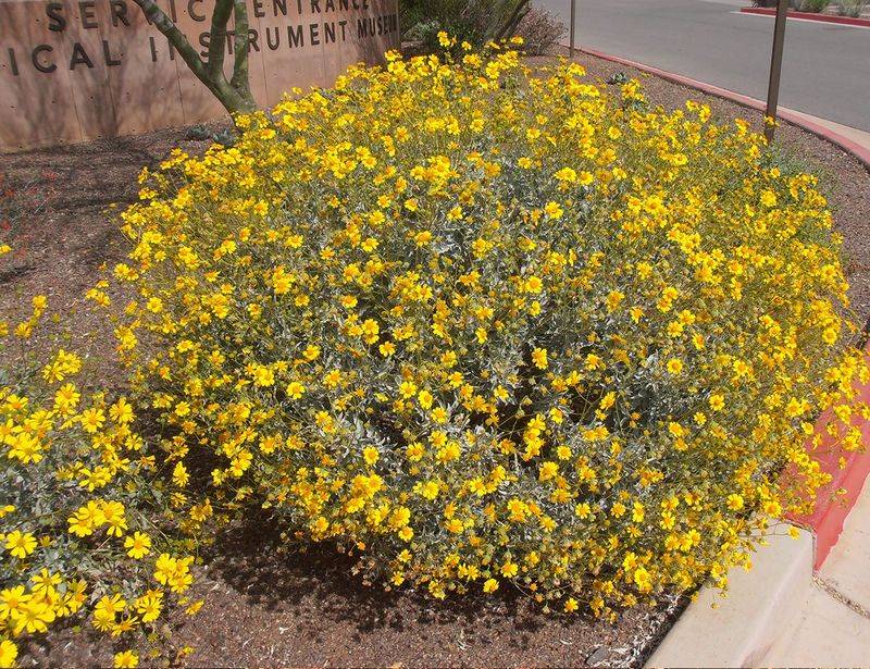 Brittlebush