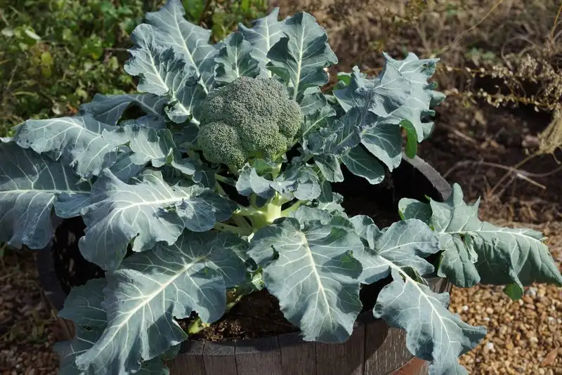 Broccoli